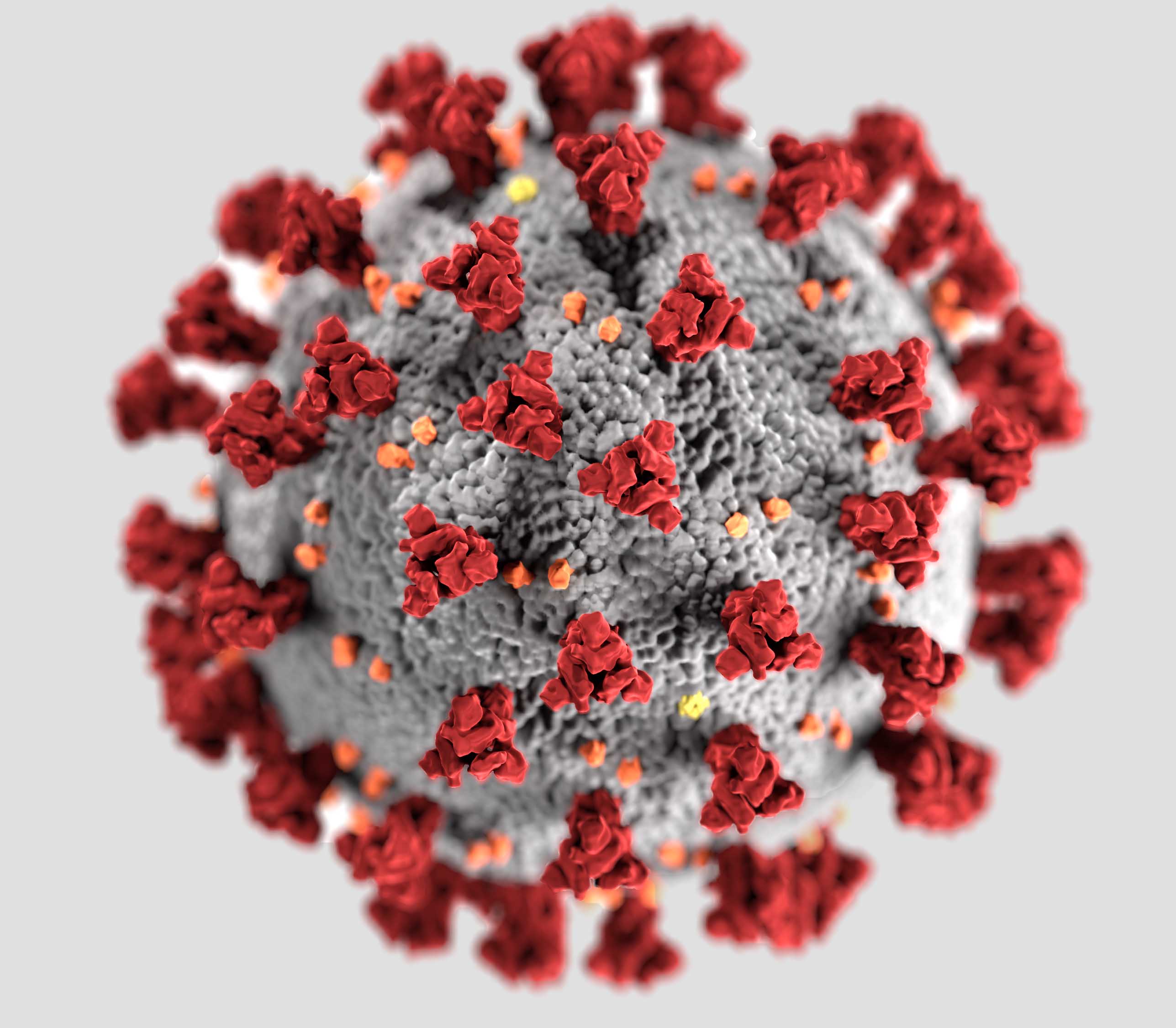 This illustration, created at the Centers for Disease Control and Prevention (CDC), reveals ultrastructural morphology exhibited by coronaviruses. Note the spikes that adorn the outer surface of the virus, which impart the look of a corona surrounding the virion, when viewed electron microscopically. A novel coronavirus, named Severe Acute Respiratory Syndrome coronavirus 2 (SARS-CoV-2), was identified as the cause of an outbreak of respiratory illness first detected in Wuhan, China in 2019. The illness cau